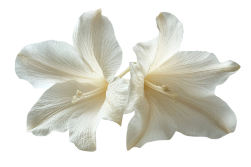 ONORANZE FUNEBRI GHIGLIONE SAS FAVICON